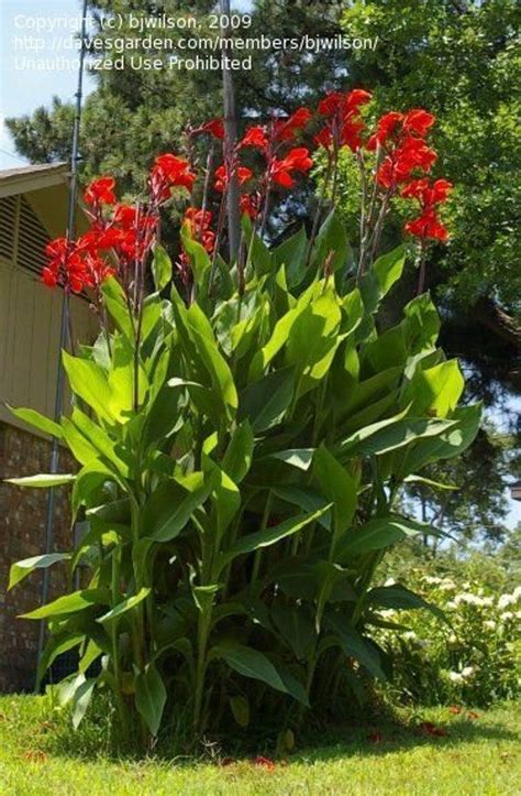 Gigantic Canna Lilly Etsy Canada In Drought Tolerant Soil