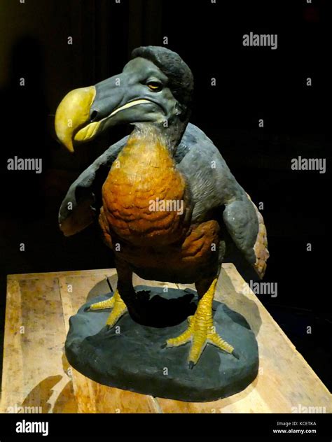 Extinct Dodo Bird Hi Res Stock Photography And Images Alamy