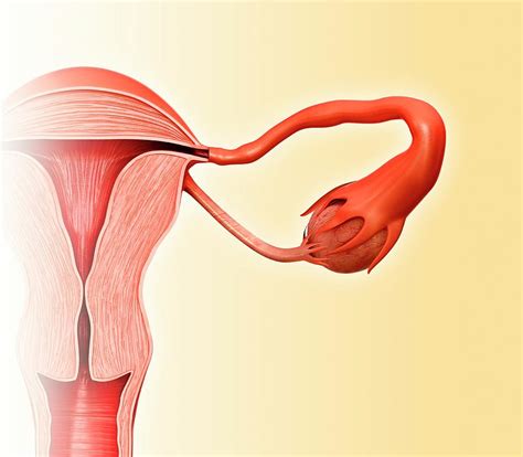 Female Reproductive System Photograph By Pixologicstudio Science Photo Library
