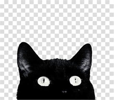 Collection by mushi gao • last updated 1 day ago. Download High Quality cat transparent aesthetic ...