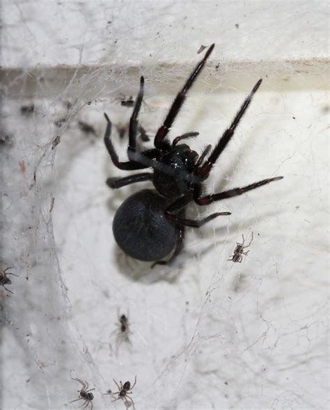 Incredible Facts About Black House Spiders Page 2 Animal Encyclopedia