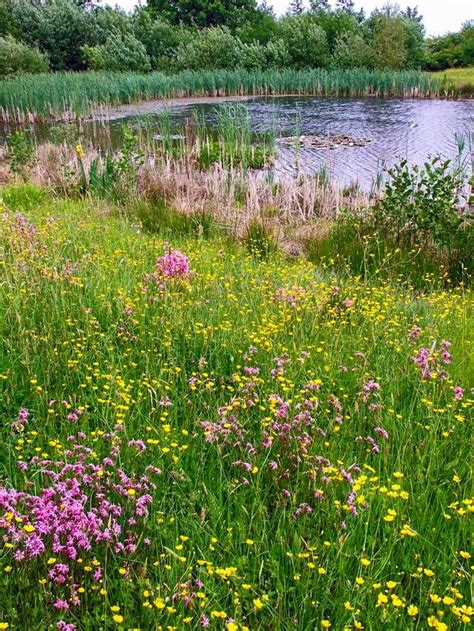 Flowery Meadow Derbyshire England By M Froggatt Meadow Garden