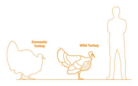 Wild Turkey Meleagris Gallopavo Dimensions And Drawings