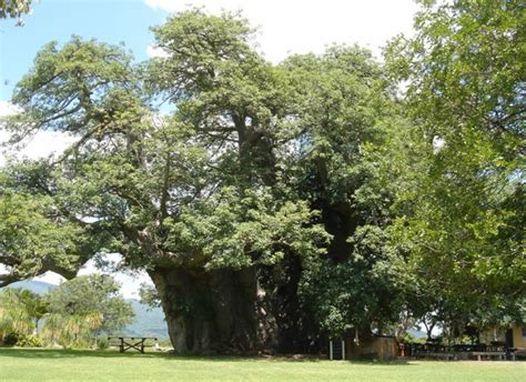Grab A Drink Inside A 6 000 Year Old Baobab Tree At South Africa’s Sunland Bar Big Baobab Bar