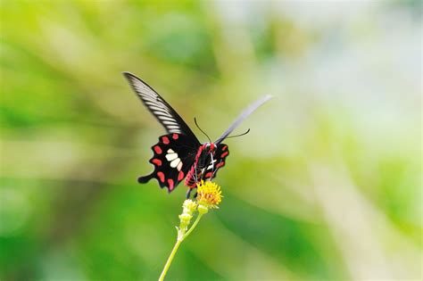 ベニモンアゲハ | 虫の写真と生態なら昆虫写真図鑑「ムシミル」