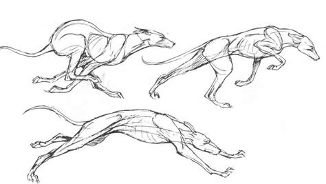 Pet dog coloring pages free printable pet coloring pages spot. Running dog Drawing Reference and Sketches for Artists