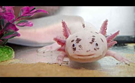 Are Axolotl Good Pets To Have 2023 Best Info About Axolotl