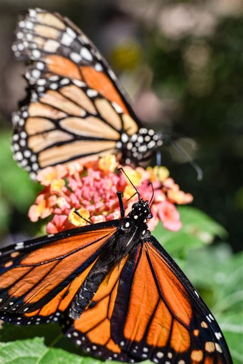 monarch butterfly facts and photos monarch butterfly monarch butterfly