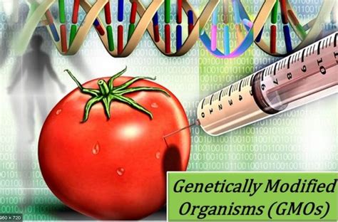 Genetically Modified Organism Define Its Examples And Facts
