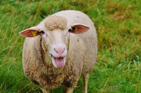 Sheep Pasture Nature Free Photo On Pixabay