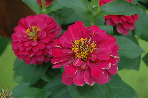 Wondering when i should transplant them to my smart pots. Magellan Cherry Zinnia (Zinnia 'Magellan Cherry') in ...