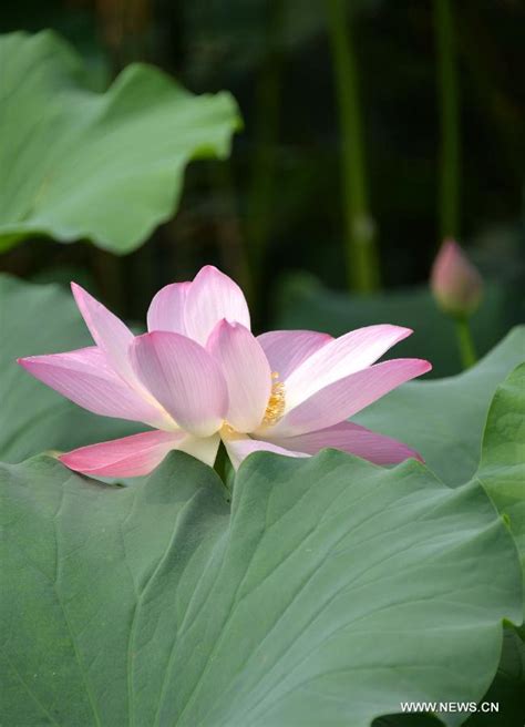 Lotus Flowers Bloom At Daming Lake In Chinas Jinan Cn