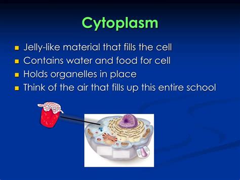 Check spelling or type a new query. PPT - Cell Organelles PowerPoint Presentation - ID:1797613