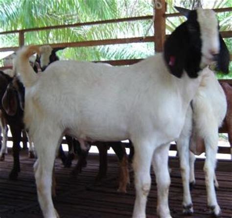Menyediakan kambing jamnapari untuk dijadikan baka ataupun haiwan sembelihan untuk tujuan akikah, kenduri dan sebagainya. D One Farm: Kambing Boer Cross untuk dijual
