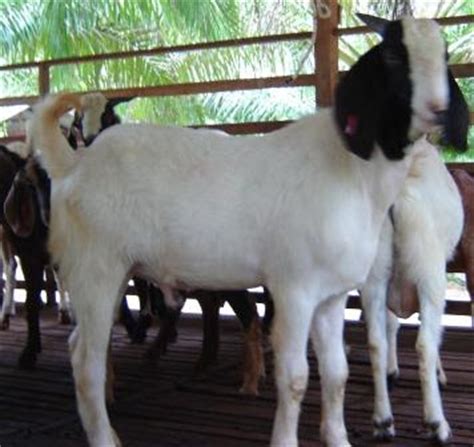 Kolej pertanian malaysia menawarkan peluang kepada belia. D One Farm: Kambing Boer Cross untuk dijual