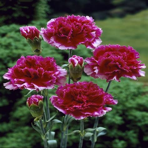 There is a wide variety of dianthus, also known as pinks. Gartennelke rot schnell und günstig online kaufen ...