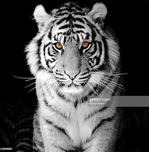 Sumatran White Tiger Stock Photo Getty Images