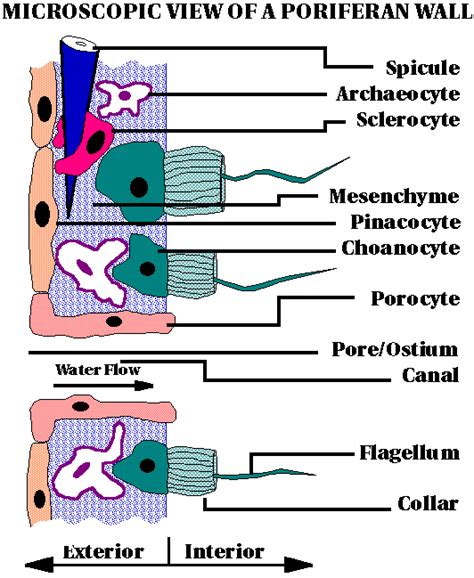 This is the first layer formed during cell division. Cell Types - Phyla of Animalia