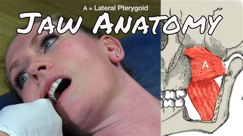 Human Jaw Anatomy