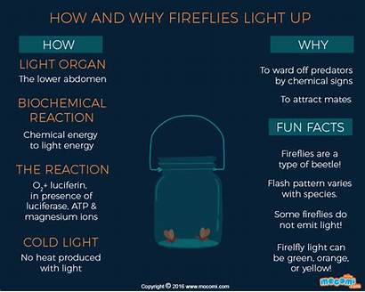 Fireflies Glow Why Night Mocomi