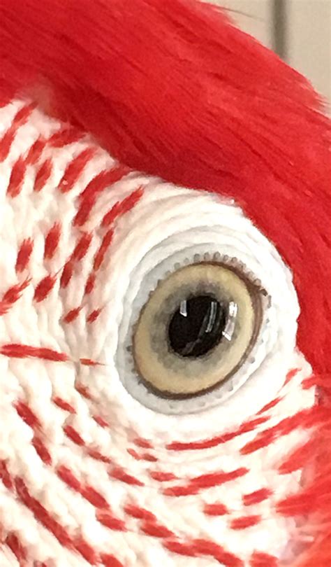 My Beautiful Dora Green Wing Macaw I See Her Soul Through Her Eyes 😍