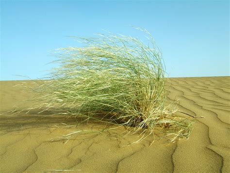 Asisbiz India Rajasthan Jaisalmer Desert Grass