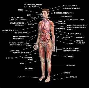 A) free body diagram for the block; Diagram of the Human Body Using Etymologies