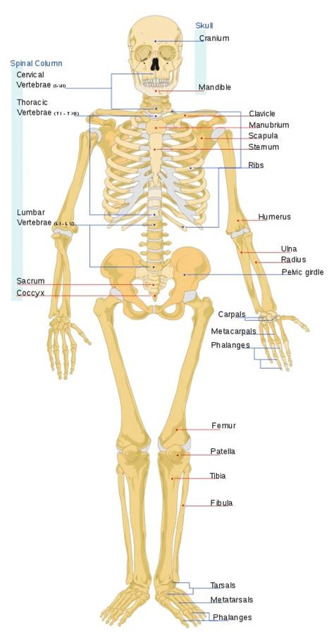The spinous process of c7 known as the vertebral prominens is easily palpable at the posterior base. Skeleton (Human Anatomy): Overview, Function and Structure ...