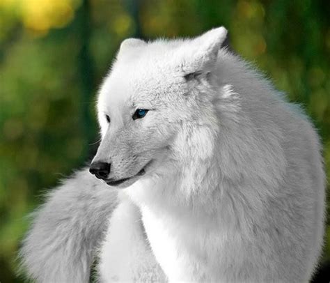 Maybe you would like to learn more about one of these? Wolves images Beautiful White Wolf wallpaper and ...