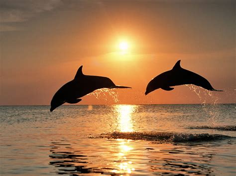 Bottlenose Dolphins After The Sunset Wallpapers And Images Wallpapers