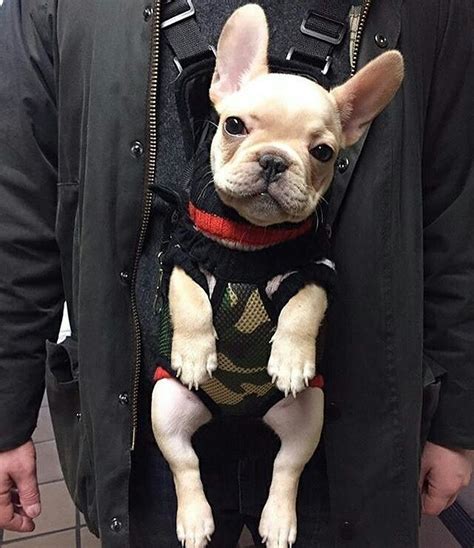 The 25 Best French Bulldog Clothes Ideas On Pinterest French Bulldog