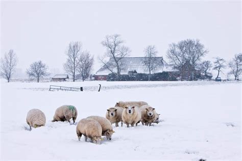 11 Important Pointers When Caring For Sheep In Winter