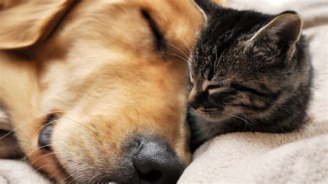Free Download Cat And Dog Wallpaper 1920×1080