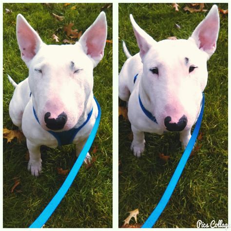 Chico Is 9 Months — Strictly Bull Terriers