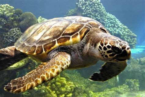 Νεκρή θαλάσσια χελώνα καρέτα καρέτα στη Μεγάλη Βελανιδιά Thessalianews