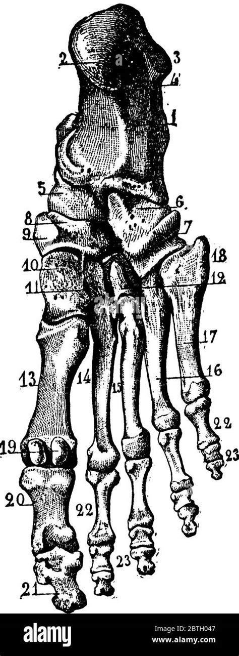 The Tarsal Bones Of The Foot Are Located In The Midfoot And The Hind