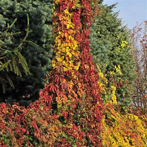 How To Plant And Grow Virginia Creeper Gardeners Path