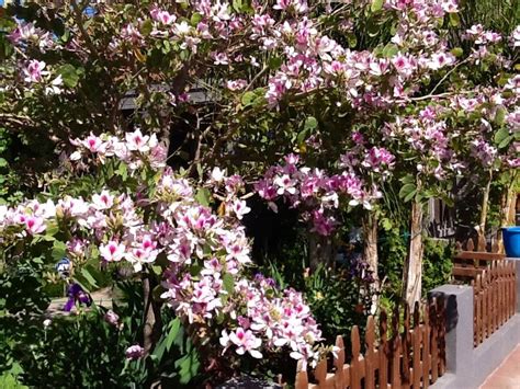 Desert horizon nursery is locally owned and operated. Purple orchid tree | MY GARDEN (In TX and AZ) | Pinterest