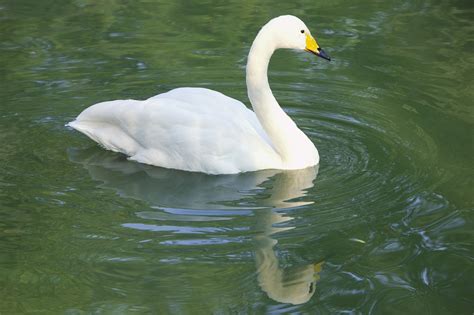 Swan Bird White Free Photo On Pixabay Pixabay