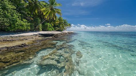 Landscape Of Island Coconut Trees Near Sea Hd Nature