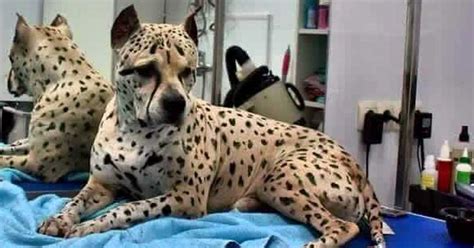 Meet Titus The “pit Bull Cheetah” That The Internet Cant Believe Is Real