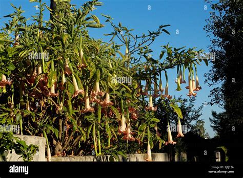 Pink Angels Trumpet Brugmansia Suaveolens Also Known As Angels Tears