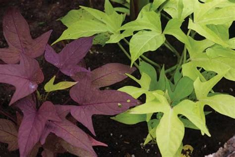 Also, see tips on how to store potatoes to keep them fresh—and some homemade potato recipes. Amazing health Benefits Of Eating Sweet Potato Leaves