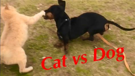 Cat Vs Dog Fight Youtube