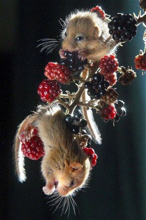 Cute Field Mice On Berry Bush Luvbat