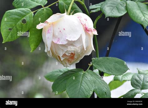 Pink Rose Photography Hi Res Stock Photography And Images Alamy