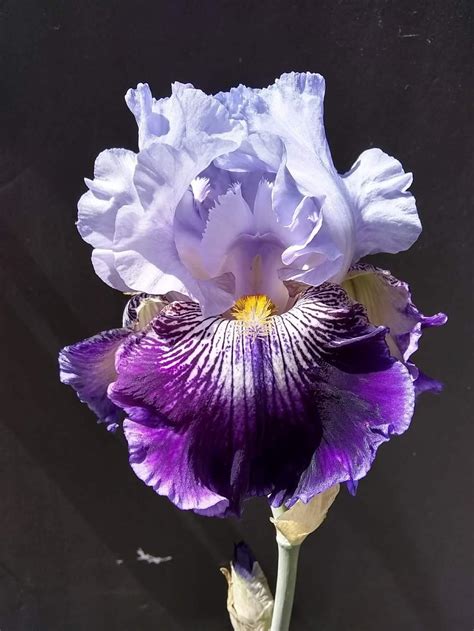 Tall Bearded Iris Iris Total Obsession In The Irises Database