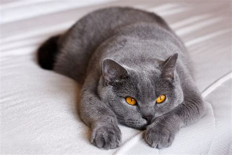 British Shorthair Breed Facts Origin History And Personality Traits