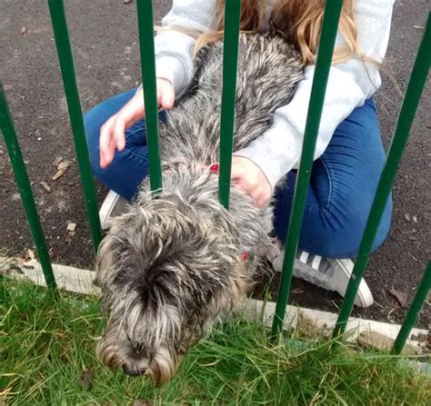 Schnauzer Puppy Finds Himself Behind Bars After Getting Head Stuck In