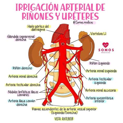 Irrigaci N Arterial De Ri Ones Y Ureteres Cosas De Enfermeria Ri On